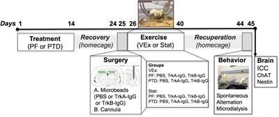 Nerve Growth Factor Is Responsible for Exercise-Induced Recovery of Septohippocampal Cholinergic Structure and Function